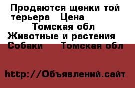 Продаются щенки той-терьера › Цена ­ 7 000 - Томская обл. Животные и растения » Собаки   . Томская обл.